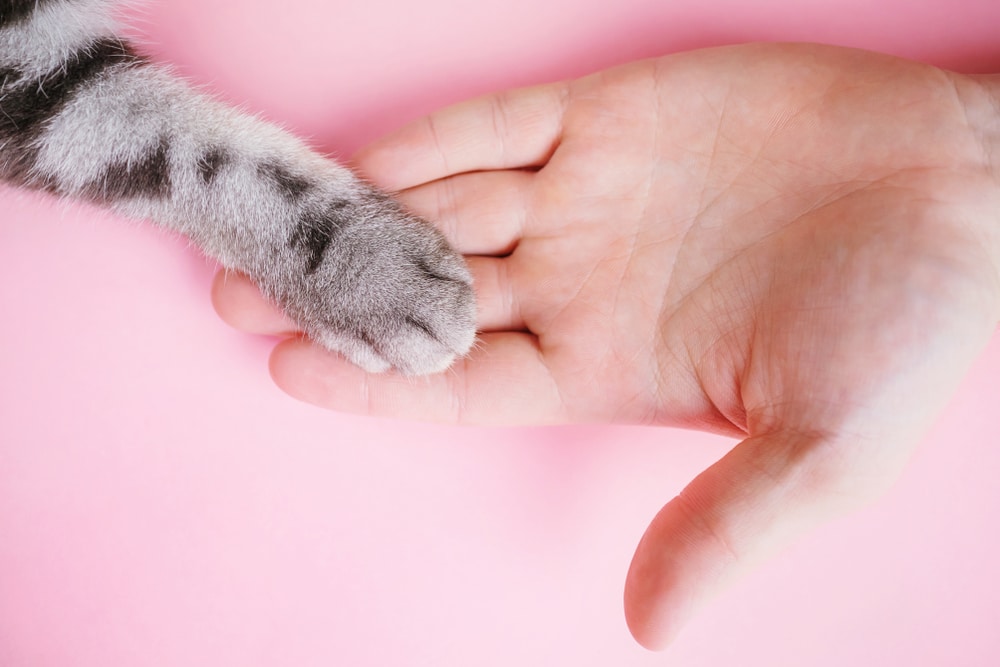 Gray,Striped,Cat’s,Paw,And,Human,Hand,On,A,Pink